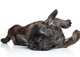Frenchie Pup 2
